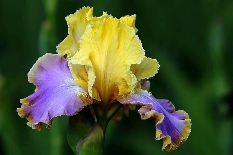 Iris - photo