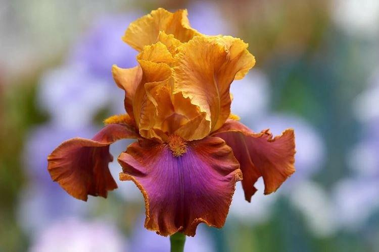 Iris - photo