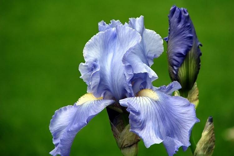 Iris - photo