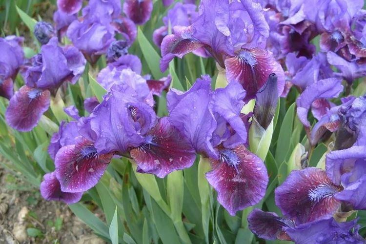 Iris - photo