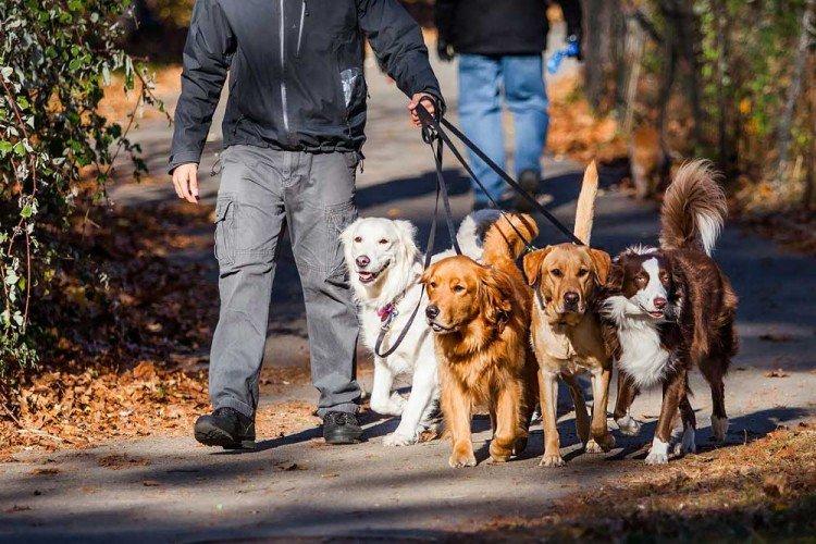 Promener les chiens - Comment gagner de l'argent rapidement