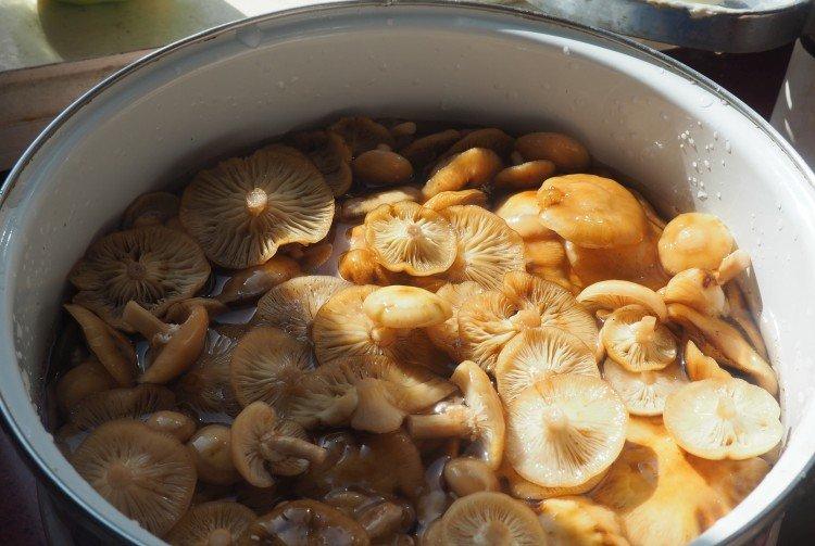 Règles de base pour la préparation - Comment et combien cuire les champignons