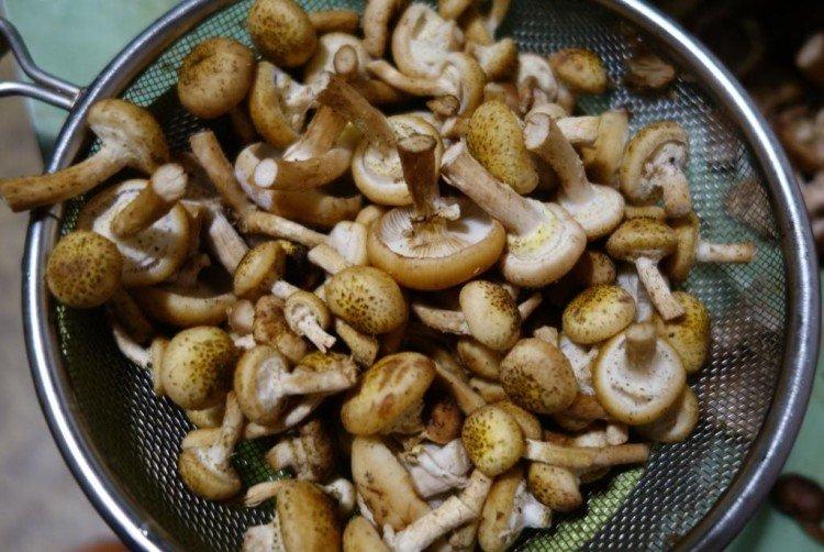 Comment et combien cuire les champignons dans une mijoteuse