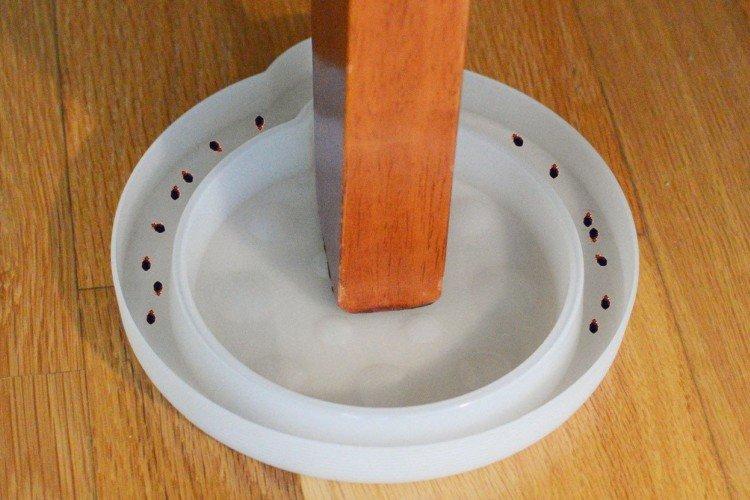Pièges à colle - Comment se débarrasser des punaises de lit à la maison