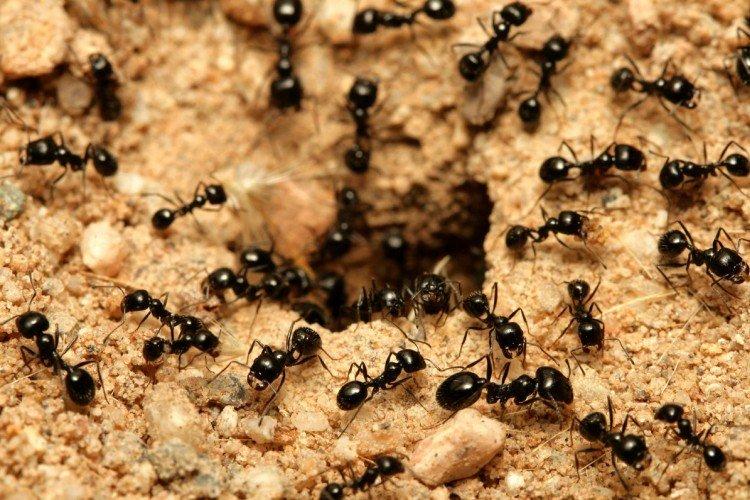 Comment se débarrasser des fourmis sur le site - remèdes populaires