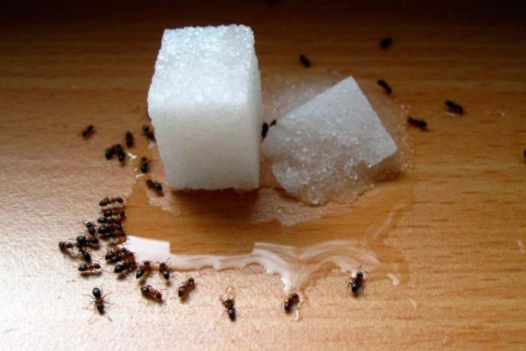 Remèdes populaires - Comment se débarrasser des fourmis dans la maison et l'appartement