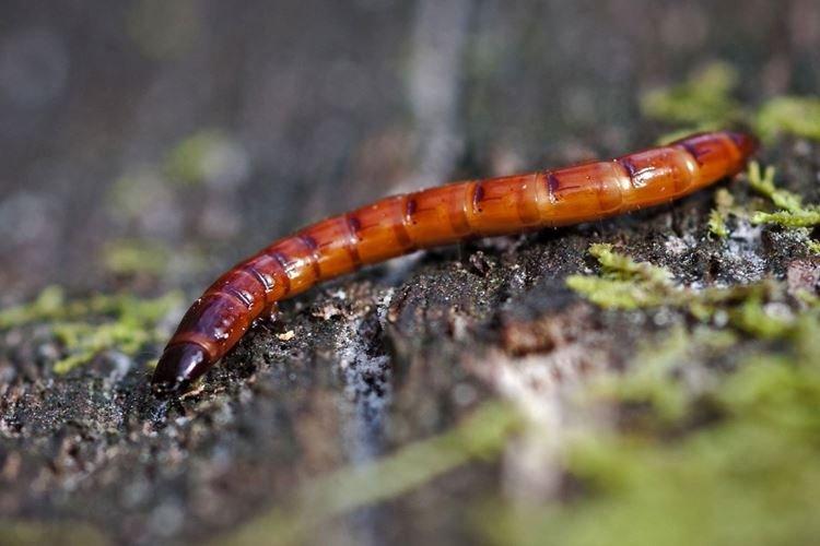 Pourquoi sont-ils dangereux - Comment se débarrasser d'un taupin dans le jardin