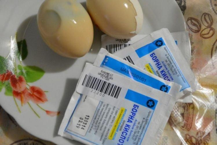 Acide borique - Comment se débarrasser des cafards dans un appartement