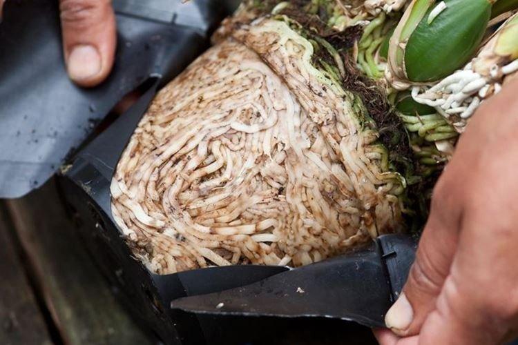 Comment extraire une orchidée d'un pot de transplantation