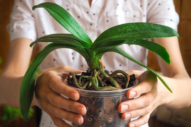 Soins des orchidées après la greffe
