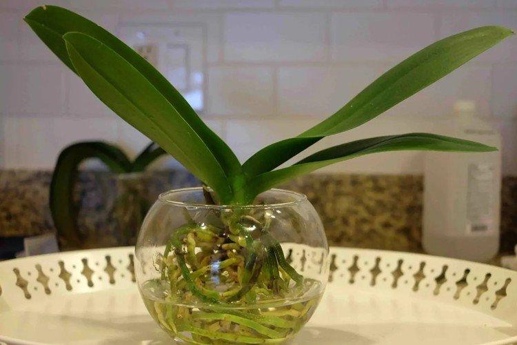 À quelle fréquence arroser une orchidée à la maison