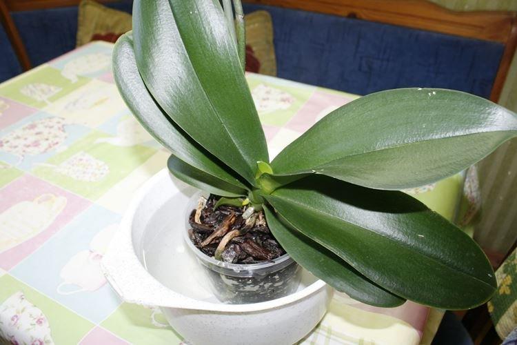 Comment bien arroser une orchidée à la maison