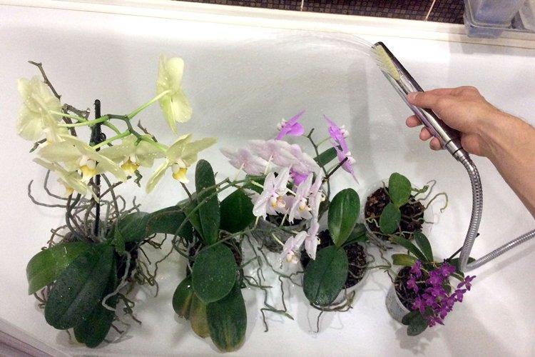 Douche d'orchidées - Comment arroser une orchidée à la maison