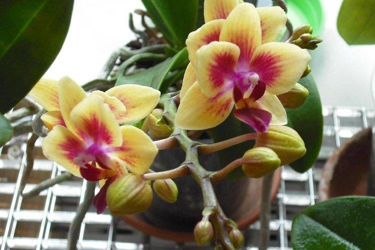 Comment arroser une orchidée pendant la floraison