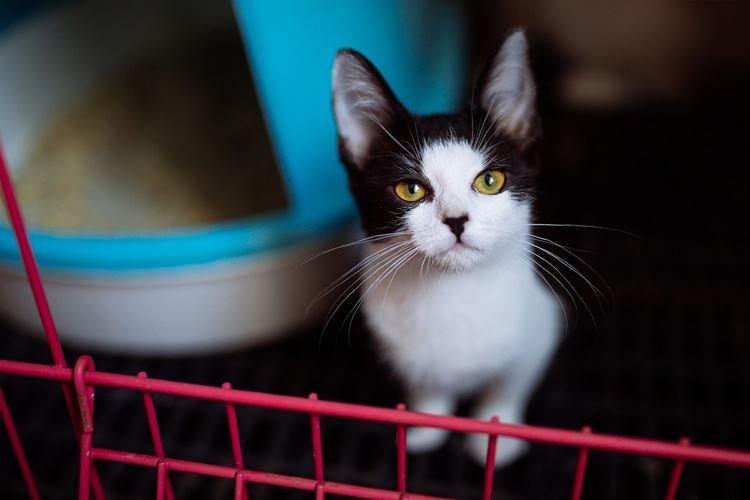 Où mettre - Comment dresser un chaton au bac