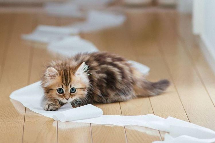 Ne grondez pas - Comment dresser un chaton à la litière