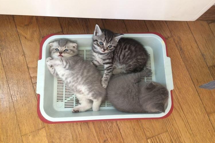 Comment dresser plusieurs chats à la litière