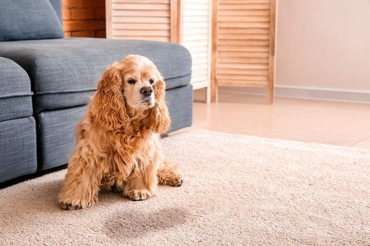 Enlever les tapis et les chiffons - Comment dresser les couches de votre chiot