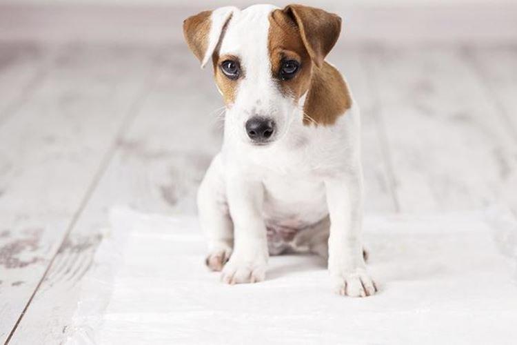 Surveillez vos réactions - Comment former votre chiot aux couches