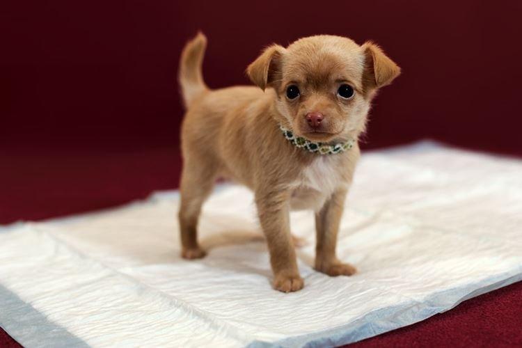 Gardez-le propre - Comment dresser les couches de votre chiot