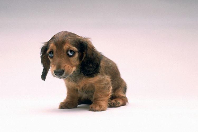 Ne grondez pas, mais félicitez - Comment apprendre à un chiot à une couche