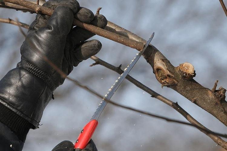 Outils de préparation - Comment planter un pommier au printemps instructions étape par étape