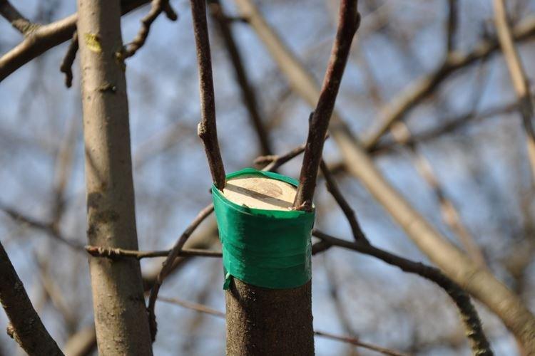 Choisir un cep - Comment planter un pommier au printemps instructions étape par étape