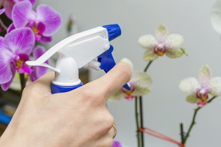 Pulvérisation - Comment prendre soin d'une orchidée à la maison