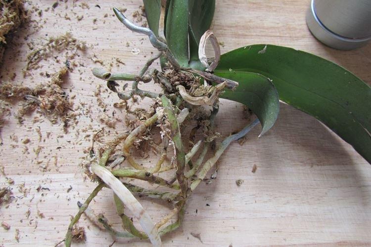 Transplantation - Comment prendre soin d'une orchidée à la maison