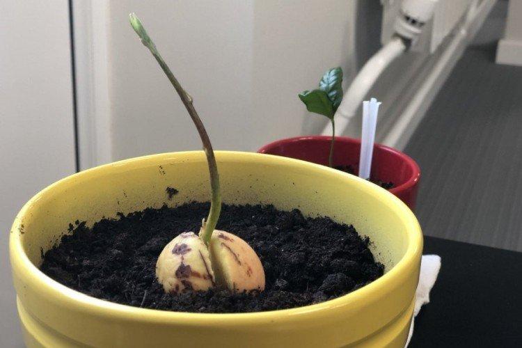Comment planter et faire pousser un avocat à partir d'une graine à la maison