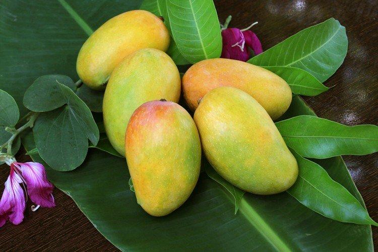 Comment choisir une mangue pour la plantation - Comment faire pousser une mangue à partir d'une graine à la maison
