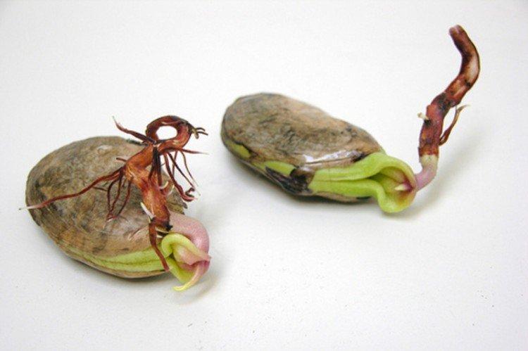 Comment faire germer une graine de mangue - Comment faire pousser une mangue à partir d'une graine à la maison