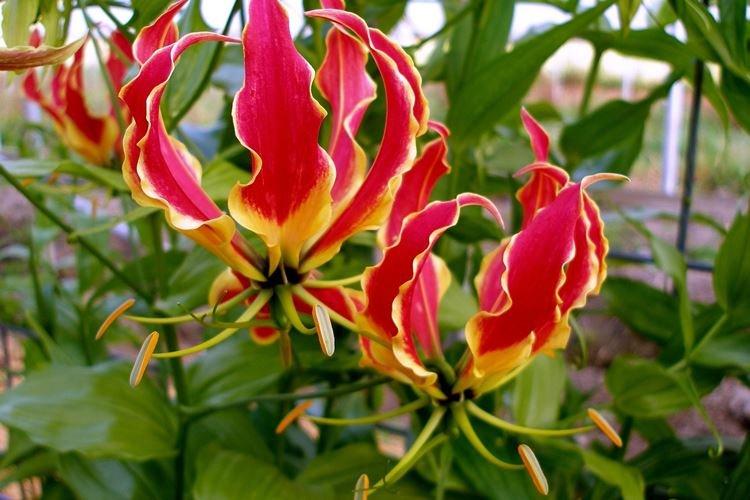 Gloriosa - Plantes d'intérieur vénéneuses
