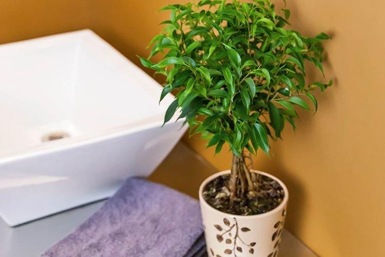 Ficus Benjamin - Plantes d'intérieur qui provoquent des allergies