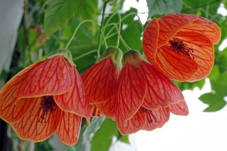 Abutilon - Plantes d'intérieur qui provoquent des allergies