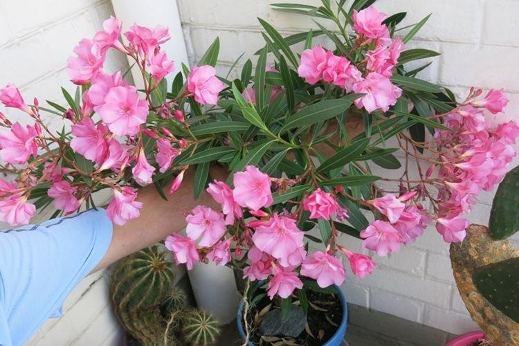 Laurier rose - Plantes d'intérieur à forte odeur