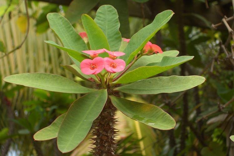 Euphorbia - Plantes d'intérieur dangereuses pour les enfants