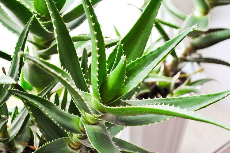 Aloès - Plantes d'intérieur dangereuses pour les enfants