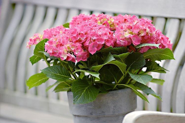 Hortensia - Plantes dangereuses pour les animaux domestiques