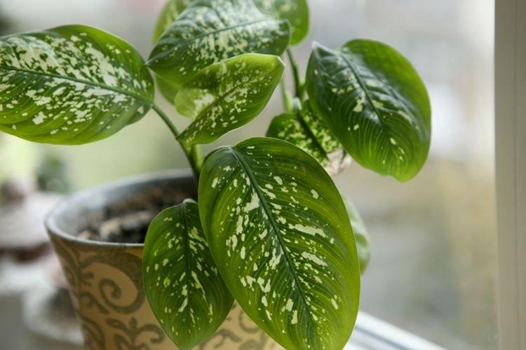 Dieffenbachia - Plantes dangereuses pour les animaux domestiques