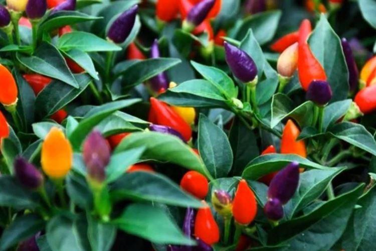 Poivrons ornementaux - Plantes dangereuses pour les animaux domestiques