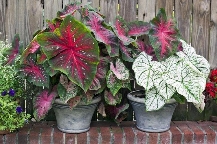 Caladium - Plantes dangereuses pour les animaux domestiques