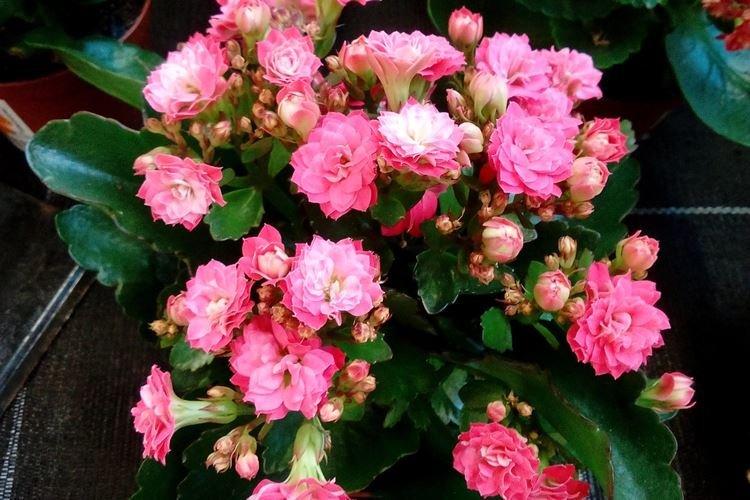 Informations générales - Kalanchoe