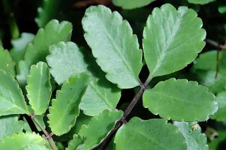 Kalanchoe penné - Espèces et variétés