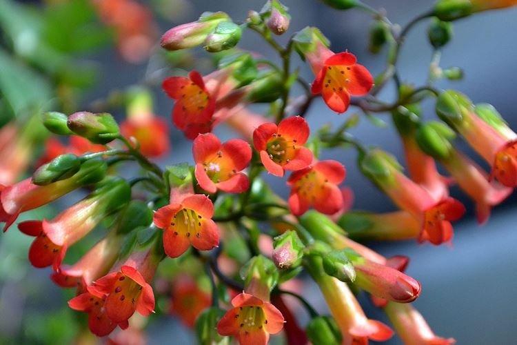 Kalanchoe Mangina - Espèces et variétés