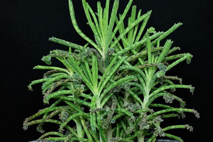 Kalanchoe tubiflora - Espèces et variétés