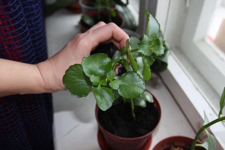 Température - Kalanchoe Care