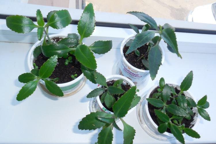 Éclairage - Kalanchoe Care