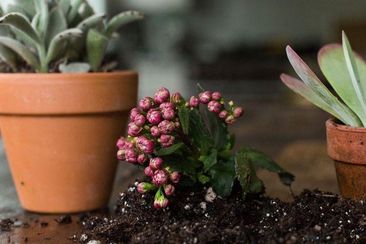 Pourquoi Kalanchoe ne fleurit pas