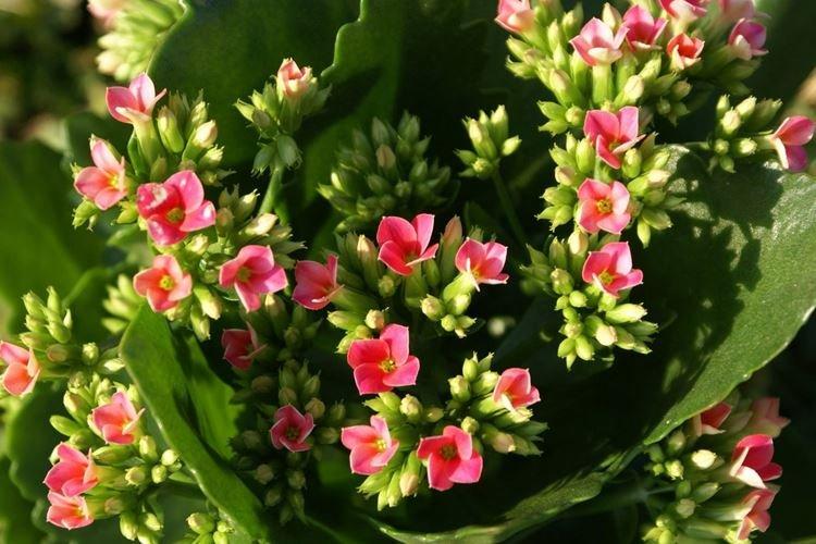 Kalanchoé - photo